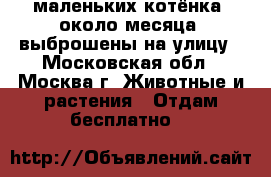 3маленьких котёнка (около месяца) выброшены на улицу - Московская обл., Москва г. Животные и растения » Отдам бесплатно   